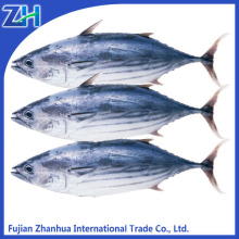 fresh frozen skipjack tuna whole round price